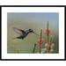 Global Gallery Magnificent Hummingbird Foraging, Costa Rica by Tim Fitzharris Framed Photographic Print Paper in Gray/Green | Wayfair