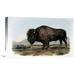 Global Gallery 'American Bison or Buffalo' by John James Audubon Painting Print on Wrapped Canvas Canvas | 18.8 H x 30 W x 1.5 D in | Wayfair