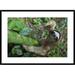 Global Gallery 'Brown-Throated Three-Toed Sloth Male Climbing Tree, Aviarios Sloth Sanctuary, Costa Rica' Framed Photographic Print Paper | Wayfair