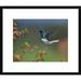 Global Gallery 'White-Necked Jacobin Hummingbird, Male Foraging, Costa Rica' Framed Photographic Print Paper in Green | Wayfair DPF-396534-1216-266