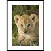 Global Gallery 'African Lion Five Week Old Cub, Vulnerable, Masai Mara National Reserve, Kenya' Framed Photographic Print Paper in White | Wayfair