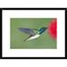 Global Gallery 'White-Necked Jacobin Hummingbird Male Feeding on Flower Nectar, Costa Rica' Framed Photographic Print Paper in Green/Red | Wayfair