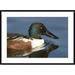 Global Gallery 'Northern Shoveler Male Swimming, Kellogg Bird Sanctuary, Michigan' Framed Photographic Print Paper in Blue/Brown | Wayfair