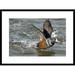 Global Gallery 'Harlequin Duck Male Taking Flight, Barnegat Light, New Jersey' Framed Photographic Print Paper in Brown | Wayfair