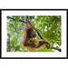 Global Gallery 'Sumatran Orangutan Nine Month Old Baby Playing' Framed Photographic Print Paper in White | 26 H x 36 W x 1.5 D in | Wayfair