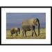 Global Gallery 'African Elephant Mother Leading Calf, Kenya' Framed Photographic Print Paper in Blue/Green | 22 H x 30 W x 1.5 D in | Wayfair