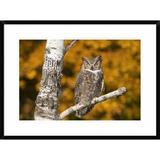 Global Gallery 'Great Horned Owl, Howell Nature Center, Michigan' Framed Photographic Print Paper in Gray/Green/Orange | Wayfair