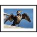 Global Gallery 'Double-Crested Cormorant Drying Wings, California' Framed Photographic Print Paper in White | 26 H x 36 W x 1.5 D in | Wayfair