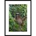 Global Gallery 'Brown-Throated Three-Toed Sloth Male, Aviarios Sloth Sanctuary, Costa Rica' Framed Photographic Print Paper in Brown/Green | Wayfair