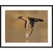 Global Gallery 'Wood Duck Male Flying, Lapeer State Game Area, Michigan' Framed Photographic Print Paper in Brown | 30 H x 38 W x 1.5 D in | Wayfair