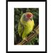 Global Gallery 'Red-Tailed Amazon Portrait, Atlantic Forest Ecosystem, Brazil' Framed Photographic Print Paper in Green | Wayfair