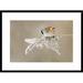 Global Gallery 'Bearded Tit' by Jonas Kazlauskas Framed Photographic Print Paper in Brown | 22 H x 30 W x 1.5 D in | Wayfair DPF-466518-1624-266