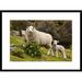 Global Gallery 'Domestic Sheep w/ Twin Lambs, Stony Bay, Banks Peninsula, Canterbury, New Zealand' Framed Photographic Print Paper | Wayfair