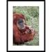 Global Gallery 'Sumatran Orangutan Mother Holding Baby, Native to Sumatra' Framed Photographic Print Paper in Brown/Green | Wayfair