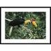 Global Gallery 'Sulawesi Red-Knobbed Hornbill Male' Framed Photographic Print Paper in White | 26 H x 36 W x 1.5 D in | Wayfair