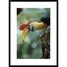 Global Gallery 'Sulawesi Red-Knobbed Hornbill Male Delivering Figs To Female, Sulawesi, Indonesia' Framed Photographic Print Paper | Wayfair