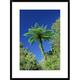 Global Gallery 'Tree Ferns Near Bullock Creek' Framed Photographic Print Paper in Blue/Green | 30 H x 22 W x 1.5 D in | Wayfair DPF-452465-1624-266