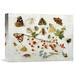 Global Gallery 'Butterflies, Moths & Other Insects' by Jan Van Kessel Painting Print on Wrapped Canvas in Brown/Green/Red | Wayfair