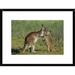 Global Gallery 'Eastern Gray Kangaroo Mother w/ Joey, Australia' Framed Photographic Print Paper in Brown/Green | 22 H x 30 W x 1.5 D in | Wayfair