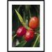 Global Gallery 'False Banyon Tree, Tangkoko-Dua Saudara Nature Reserve, Sulawesi, Indonesia' Framed Photographic Print Paper in Green/Red | Wayfair