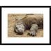 Global Gallery 'Komodo Dragon Male Basking, Komodo Np, Komodo Island, Indonesia' Framed Photographic Print Paper in Brown | Wayfair