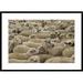 Global Gallery 'Domestic Sheep Herd' Framed Photographic Print Paper in White | 26 H x 36 W x 1.5 D in | Wayfair DPF-453137-2030-266