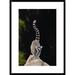 Global Gallery 'Ring-Tailed Lemur' Framed Photographic Print Paper in Black/Green | 30 H x 22 W x 1.5 D in | Wayfair DPF-453250-1624-266