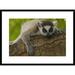 Global Gallery 'Ring-Tailed Lemur Portrait' Framed Photographic Print Paper in Brown/Gray/Green | 22 H x 30 W x 1.5 D in | Wayfair