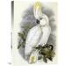 Global Gallery 'Blue-Eyed Cockatoo' by John Gould Photographic Print on Wrapped Canvas in Black/Green/Yellow | 30 H x 21.02 W x 1.5 D in | Wayfair