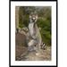 Global Gallery 'Ring-Tailed Lemur Male Standing Upright' Framed Photographic Print Paper in Gray/Green | 42 H x 30 W x 1.5 D in | Wayfair