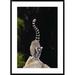 Global Gallery 'Ring-Tailed Lemur' Framed Photographic Print Paper in Black/Green | 42 H x 30 W x 1.5 D in | Wayfair DPF-453250-2436-266