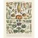 McGaw Graphics 'Legumes II' Graphic Art Print, Poster Paper in Green | 19 H x 13 W x 0.125 D in | Wayfair M3010-2P