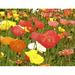 Latitude Run® Billie-Loren'Field of Poppies' by Graffitee Studios Photographic Print on Wrapped Canvas in Red/Yellow | Wayfair