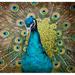 Dakota Fields Mccalla ?Peacock? by Graffitee Studios Graphic Art on Wrapped Canvas in Blue/Green | 24 H x 24 W x 1.5 D in | Wayfair