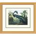 Global Gallery Louisiana Heron by John James Audubon Framed Painting Print Paper | 26 H x 30 W x 1.5 D in | Wayfair DPF-132797-1620-102