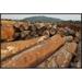 East Urban Home 'Logged Timber from the Tropical Rainforest, Cameroon' Photographic Print, Wood in White | 24 H x 36 W x 1.5 D in | Wayfair