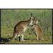 East Urban Home 'Eastern Gray Kangaroo Mother w/ Joey, Australia' Photographic Print, Wood in Brown/Green | 20 H x 30 W x 1.5 D in | Wayfair