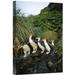 East Urban Home 'Royal Penguin Group Commuting Up Stream Bed, Macquarie Island' Photographic Print, in Black/Green | 18 H x 12 W x 1.5 D in | Wayfair