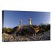 East Urban Home Waved Albatross Pair in Nesting Colony, Galapagos Islands, Ecuador - Wrapped Canvas Photograph Print Canvas, in Blue/Brown | Wayfair