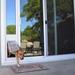 Endura Flap Pet Doors Endura Flap Thermo Panel 3E Pet Door, Glass in Gray/White | 75.75 H x 1 D in | Wayfair 01PPC08 RW