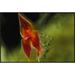 East Urban Home 'Orchid Blossoms, Finca Darcula Orchid Sanctuary, Panama' Photographic Print, Wood in White | 24 H x 36 W x 1.5 D in | Wayfair