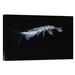East Urban Home 'Antarctic Krill, Antarctica' Photographic Print, Wood in Black/Gray | 12 H x 18 W x 1.5 D in | Wayfair URBM9576 41066704