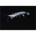 East Urban Home 'Antarctic Krill, Antarctica' Photographic Print, Wood in Black/Gray | 20 H x 30 W x 1.5 D in | Wayfair EAAC8937 39227731