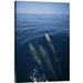 East Urban Home 'Bottlenose Dolphin Trio Surfacing, Shark Bay, Australia' Photographic Print, Wood in Blue/Gray | 24 H x 16 W x 1.5 D in | Wayfair