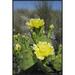 East Urban Home 'Opuntia Cactus Flowering, Little St. Simon's Island, Georgia' Photographic Print, Wood in White | 36 H x 24 W x 1.5 D in | Wayfair