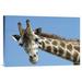 East Urban Home 'Reticulated Giraffe Portrait, Native to Africa' Photographic Print, Wood in Blue/Brown | 16 H x 24 W x 1.5 D in | Wayfair