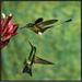East Urban Home 'Booted Racket-Tail Hummingbird & Western Emerald Hummingbird, Ecuador' Photographic Print Canvas, in Green | Wayfair