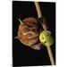 East Urban Home 'Great Fruit-Eating Bat Feeding on Fig, Smithsonian Tropical Research Station, Barro Colorado Island, Panama' Photographic Print | Wayfair