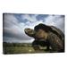 East Urban Home 'Galapagos Giant Tortoise Male, Alcedo Volcano, Galapagos Islands, Ecuador' Photographic Print Canvas, in Gray/Green | Wayfair