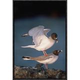 East Urban Home Swallow-Tailed Gull Pair Mating at Dusk, Galapagos Islands, Ecuador - Wrapped Canvas Photograph Print Canvas, in Blue/Brown | Wayfair